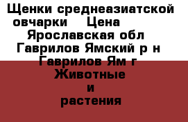 Щенки среднеазиатской овчарки. › Цена ­ 9 000 - Ярославская обл., Гаврилов-Ямский р-н, Гаврилов-Ям г. Животные и растения » Собаки   . Ярославская обл.